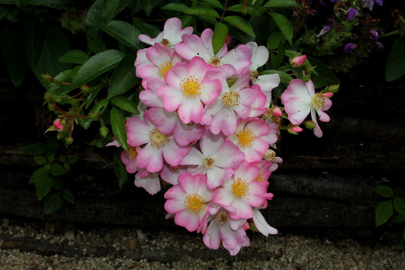 Rosier paysager 'Ballerina'
