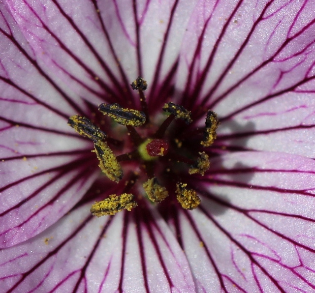 Geranium cinereum