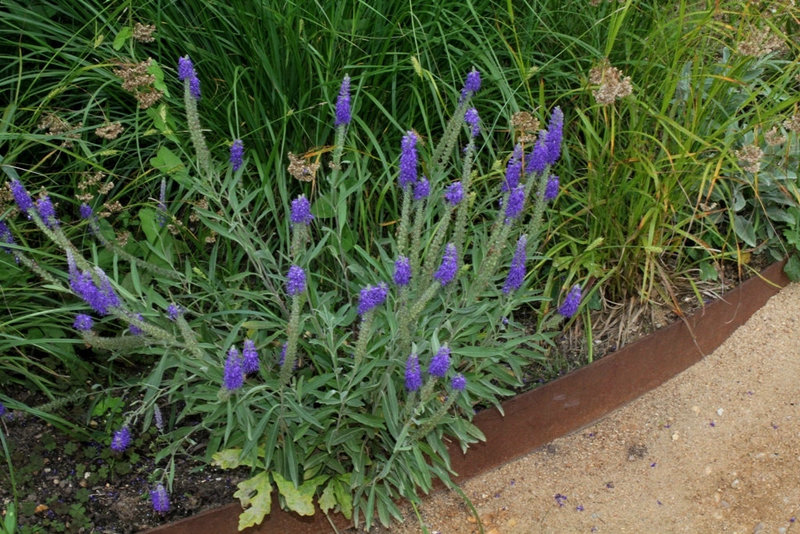 Veronica spicata
