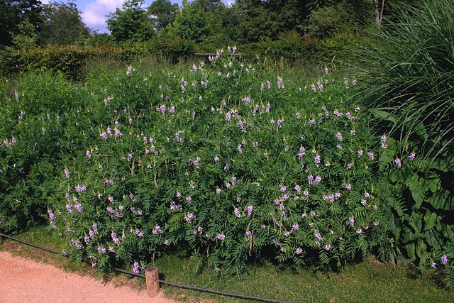 Galega