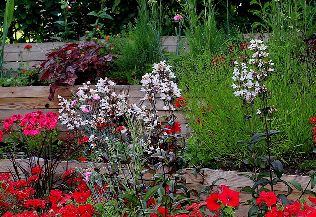 Penstemon digitalis -Jardin 3-Lèche-vitrine