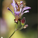 Tricyrtis