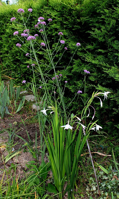 bouquet de Gladiolus et Verbena