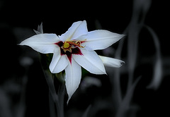 Gladiolus murielae