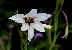 Gladiolus murielae