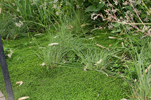 Jardin 19 bis - En vert - Tapis de Luzules et Helxine