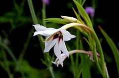 Gladiolus murielae