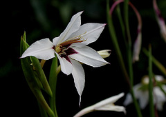 Gladiolus murielae