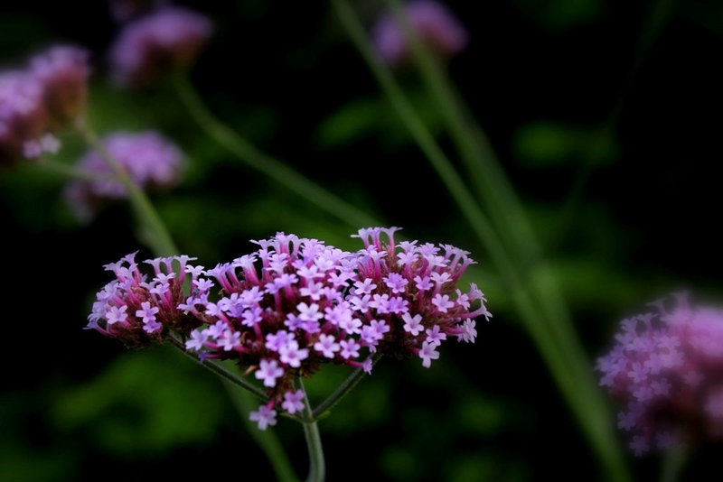 Verveine de Buenos Aires