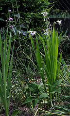 Gladiolus murielae