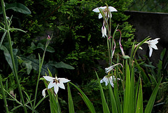 Gladiolus murielae