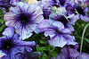 PETUNIAS BLEUS ! ***