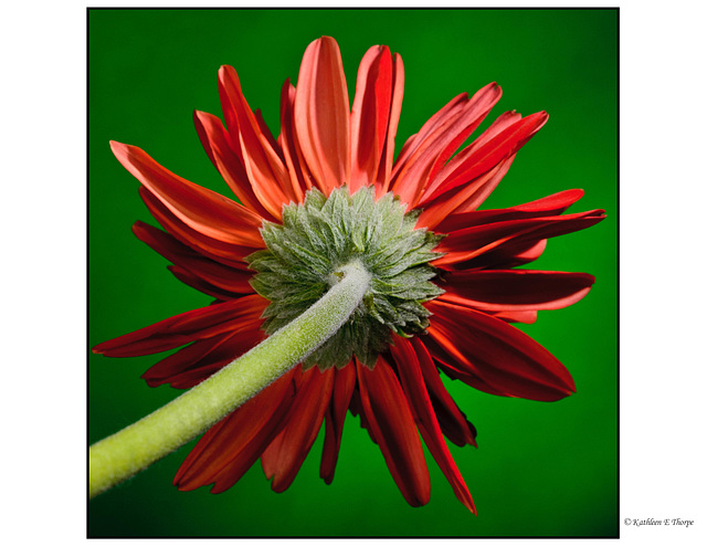 Gerbera Daisy 4