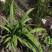 Setaria palmifolia