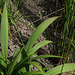 Setaria palmifolia