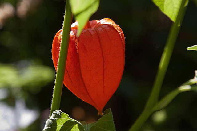 20120823 1159RAw [D~LIP] Gewöhnliche Judenkirsche (Physalis alkekengi) [Lampion], UWZ, Bad Salzuflen