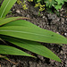 Setaria palmifolia