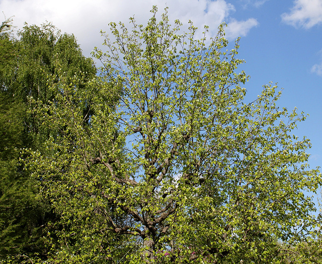 Magnolia acuminata (12)