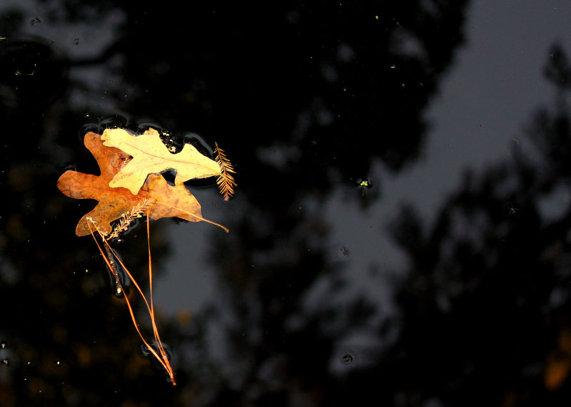 Floating leaves