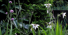 Gladiolus murielae