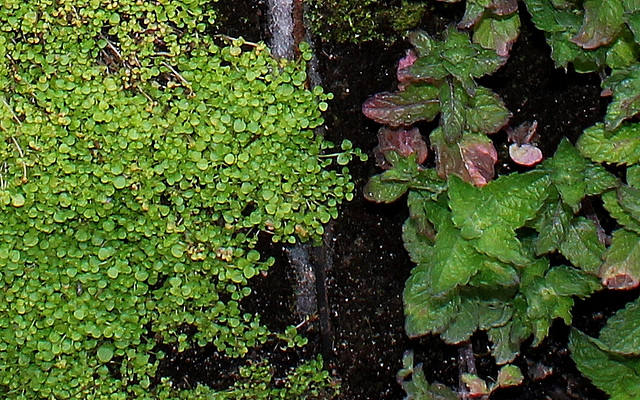 Jardin 4 - Le potager (12)