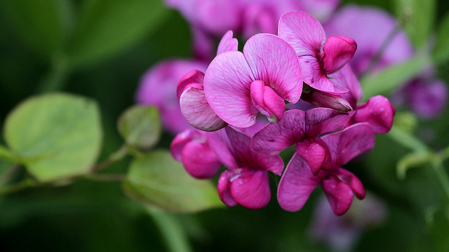 Lathyrus latifolius