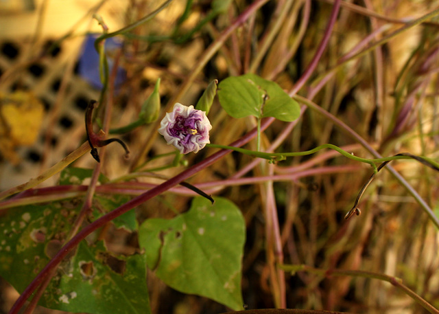 Phases, morning glory 1