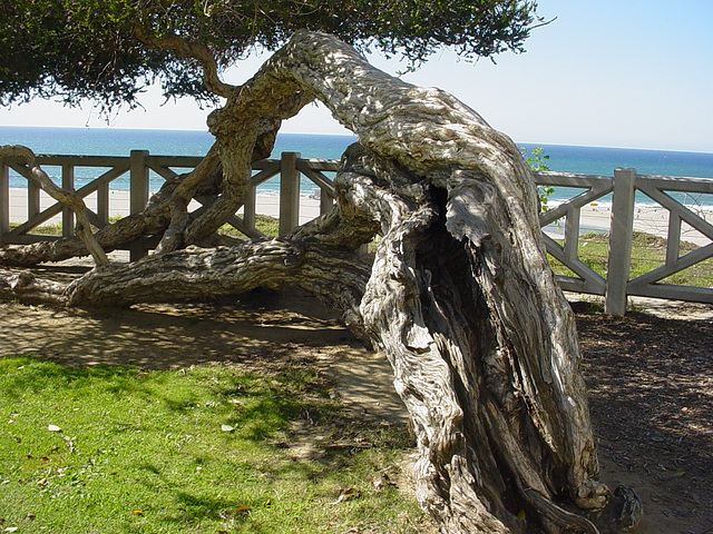 Weather-Worn Tree