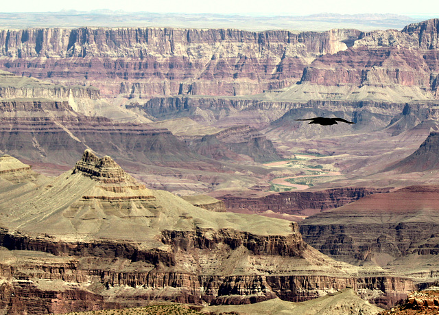 Crow, South Rim