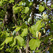 Magnolia acuminata (13)