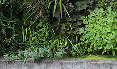 Murs végétalisés - détails- Mentha spicata