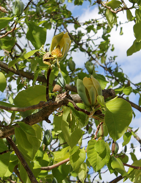 Magnolia acuminata (14)