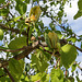 Magnolia acuminata (14)
