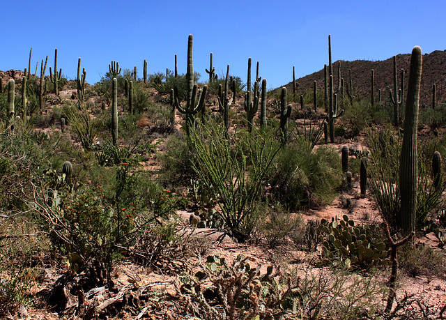 Sonoran desert