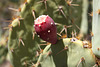 Prickly pear fruit