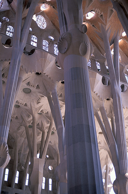 A Stone Forest