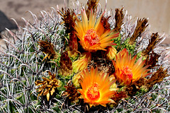 Barrel cactus blossoms
