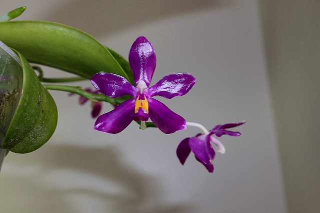 Phalaenopsis pulchra