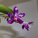 Phalaenopsis pulchra
