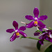 Phalaenopsis pulchra