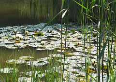 Wasserrosen