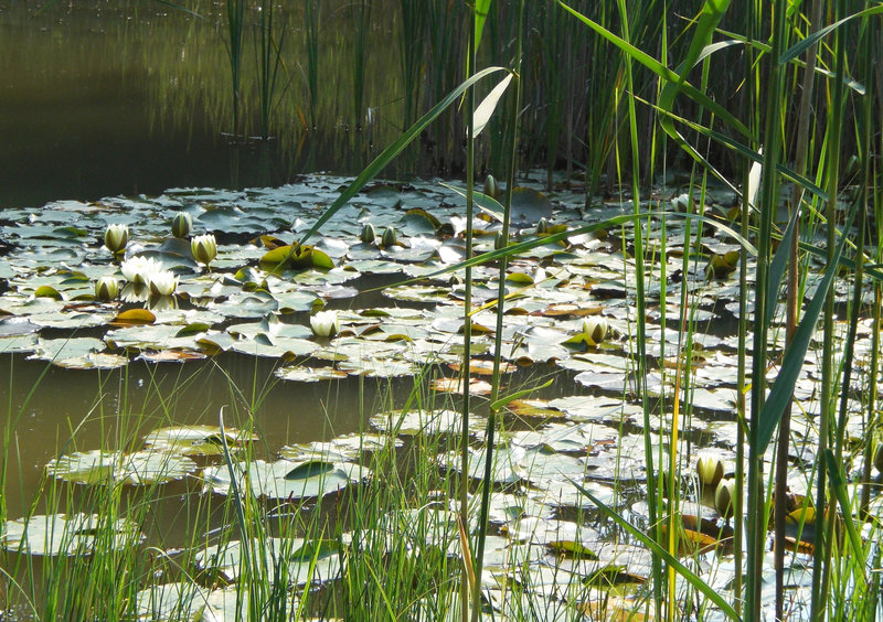 Wasserrosen