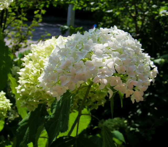 Hortensias