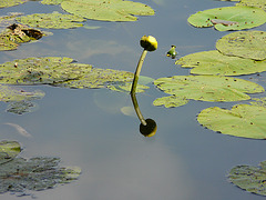 reflets !!!!
