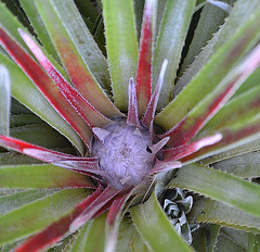 Fascicularia bicolor DSC 0255