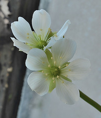 Dionaea DSC 0259