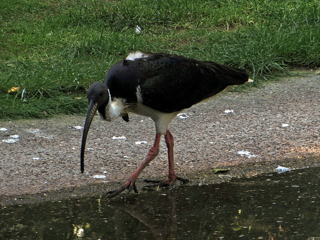 Heiliger Ibis