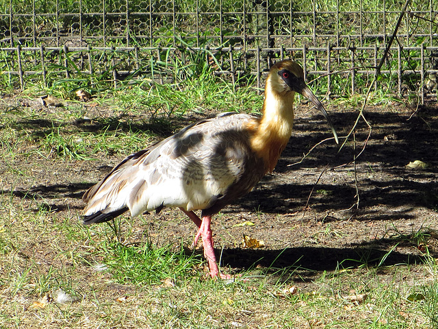 Ibis