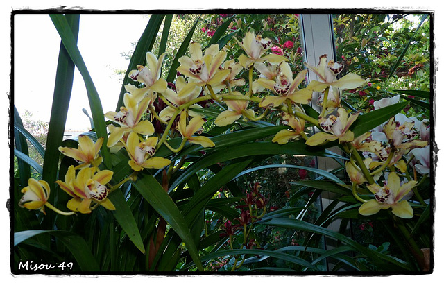 MON JARDIN