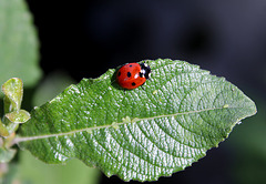 COCCINELLE ***